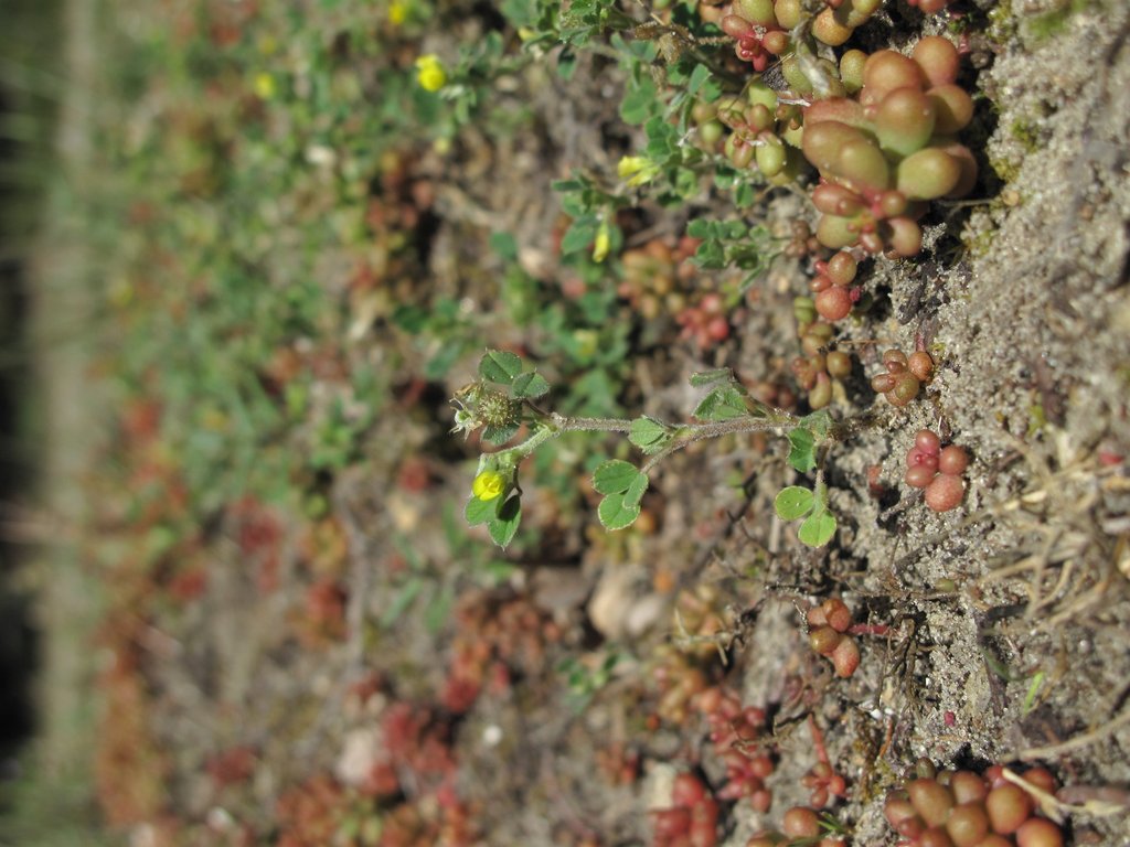 Medicago minima